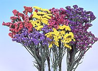 スターチスの花